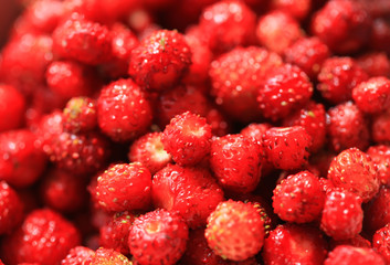 Forest strawberry closeup