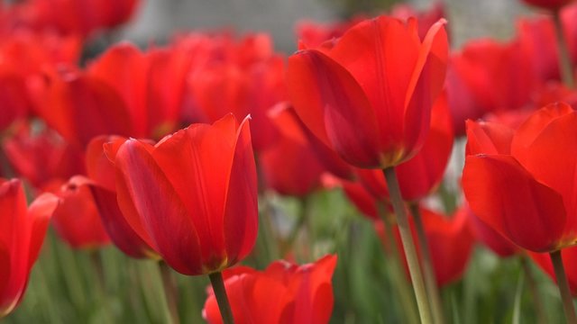4K Red Tulips in a Garden Blowing in the Wind, UHD closeup stock video
