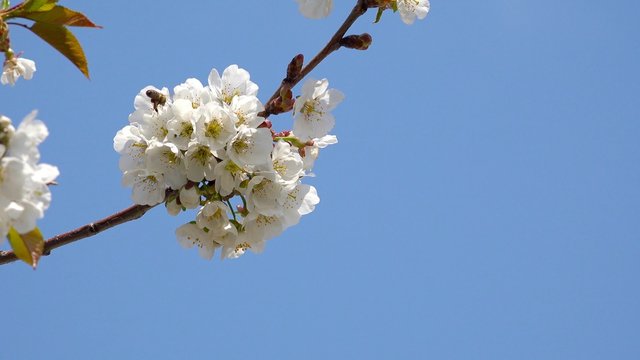 4K bee on cherry blosom flower, spring season UHD stock video