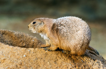Naklejka premium Black-tailed prairie dog
