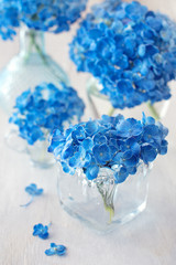 beautiful blue hydrangea flowers close-up in a vase .