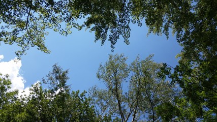 Sommerhimmel mit grünen Baumkronen