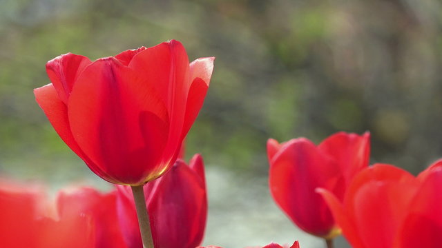4K Single red tulip flower. UHD stock video
