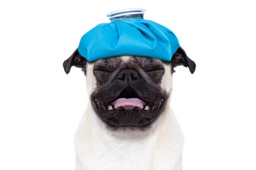 sick ill dog