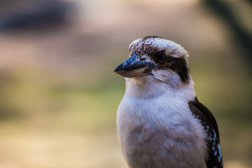 Obraz premium Kookaburra クッカバラ ワライカワセミ 