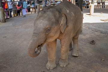 Small elephant feeding