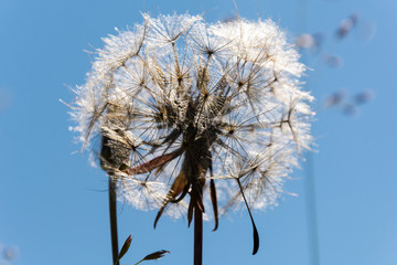 Close-up of old dandelion against blue sky