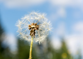 Dandelion flower started to loose seeds against the cludy sky