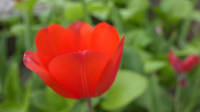 4K Focus to single tulip flower in garden. UHD crane shot stock video