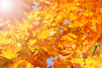 Naklejka na ściany i meble Colorful autumn foliage with sunbeams