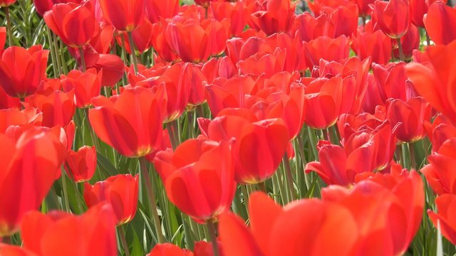 4K Tulips Blowing in the Wind. UHD stock video
