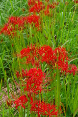 雨上がりのヒガンバナ