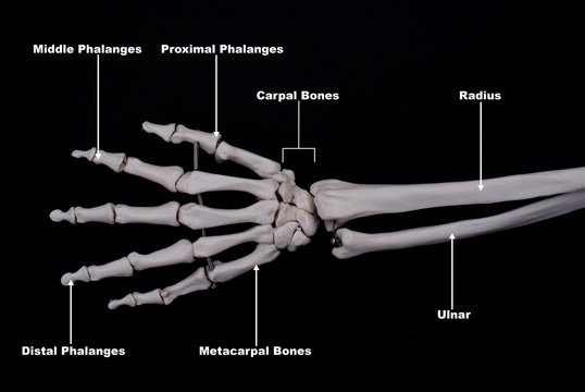 Dorsal Surface of The Hand- Labelled 