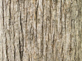 Texture of teak tree bark background