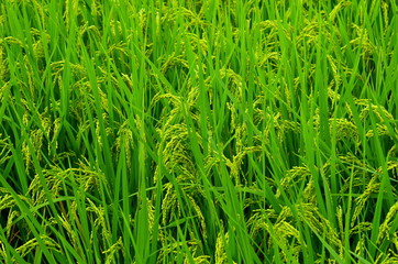 雨上がりの稲穂