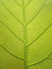 Leaf of Teak texture background