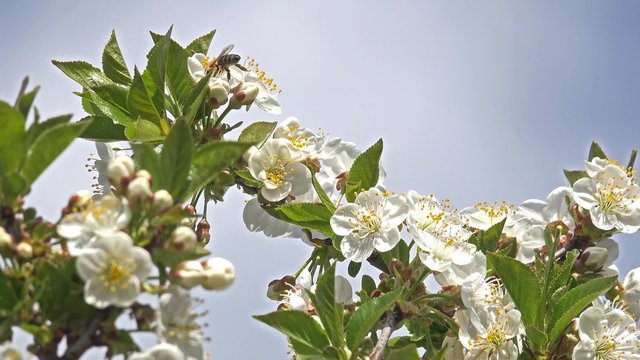 4K Bee and Flower. Bee flower hangs in front of cherry and sits on it. UHD stock video