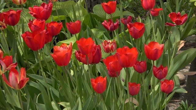 4K Tulips Blowing in the Wind. UHD stock video
