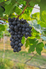 Large bunch of red wine grapes hang from vineyard, warm. Ripe grape.