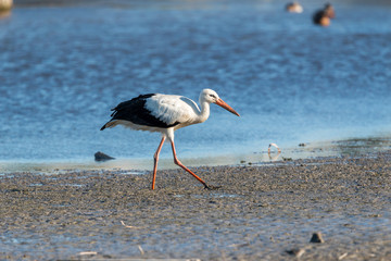 Stork