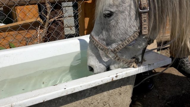 4k horse pony water drink. UHD steadycam stock video