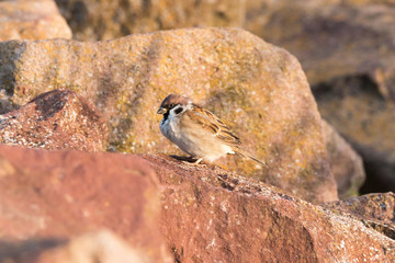 Sparrow