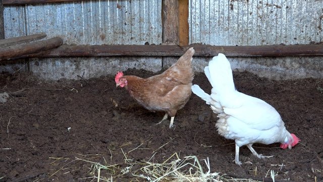 4K FREE RANGE CHICKEN: A hen roams free on a small country horse farm. UHD steadycam stock footage