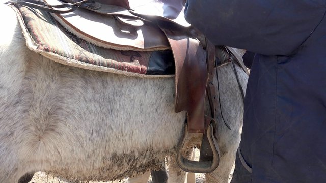 Putting brown saddle on white horse. UHD 4K steadycam stock footage