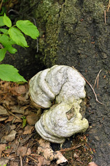 Fomes fomentarius mushroom
