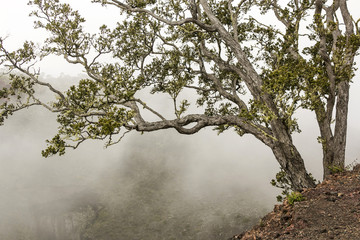 foggy landscape with tree on the mountains of Hawaii