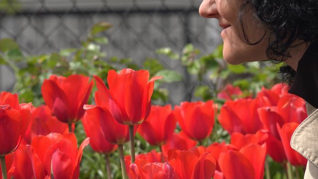 4K Young female smells tulips with emotion, selective focus, UHD stock video