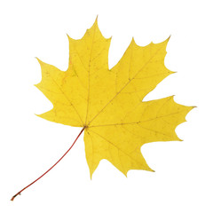 maple leaf isolated on white