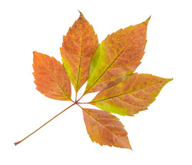 Autumn leaf isolated