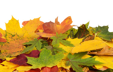 Colorful background of autumn leaves isolated