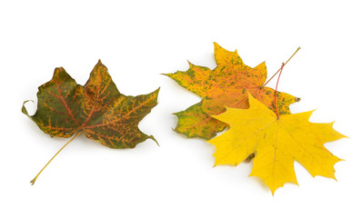maple leaves on white