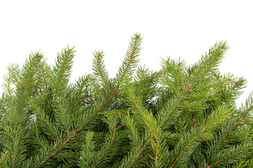 Christmas tree branches background