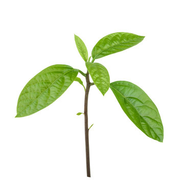 avocado leaves isolated