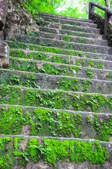 Moss at Khao Yai National Park,Thailand.