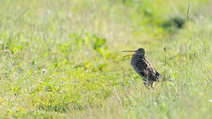 Courtship display of Great Snipe early morning in dewy grasses