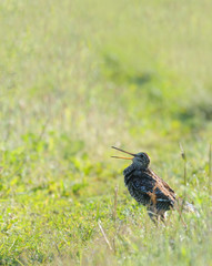 Courtship display of Great Snipe early morning in dewy grasses