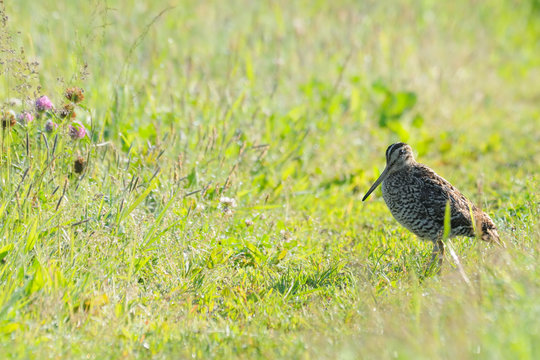 Early morning Great Snipe walking in dewy grasses