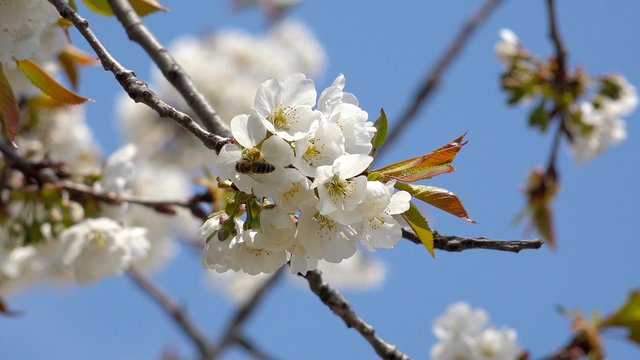 4K bee on cherry blosom flower, spring season UHD stock video