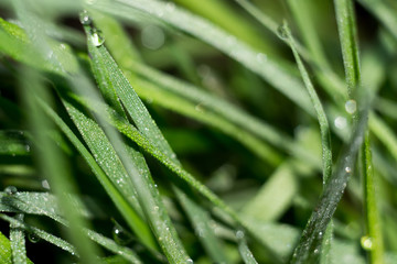 Macro of Morning Grass
