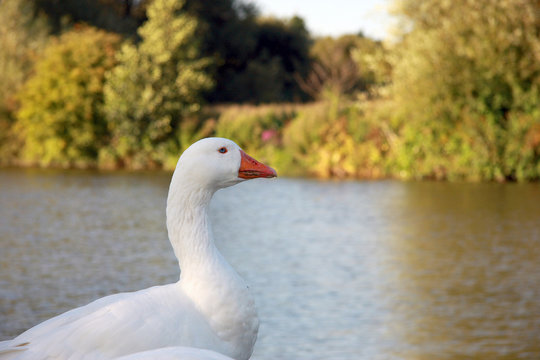 White Goose by the Canal