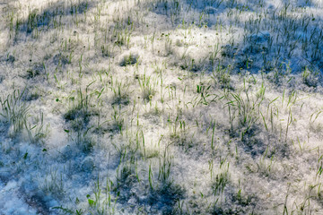 Layer of poplar fluff on the green grass. Mid summer.