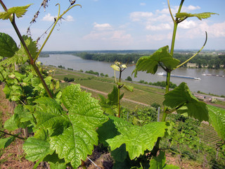 Riesling am Roten Hang 