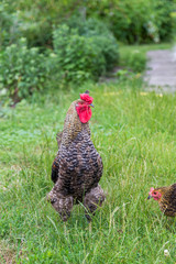 Rooster in the garden. Authentic farm series.