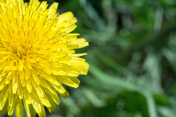 Yellow Dandelion Flowers