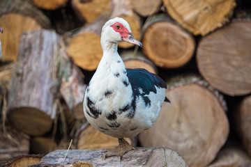 Muscovy duck sits on a single leg at a pile of firewood. Authentic farm series.