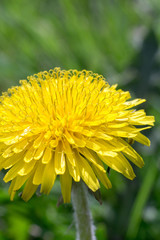 Yellow Dandelion Flowers